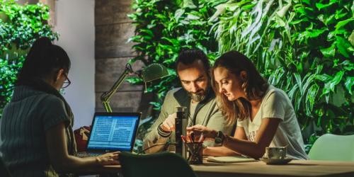 Hogyan építs élő növényfalat otthon?