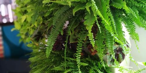 Megnyílt Zöldfal bemutató-termünk Budaörsön!